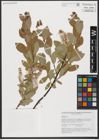 Foto von Salix hastata L.